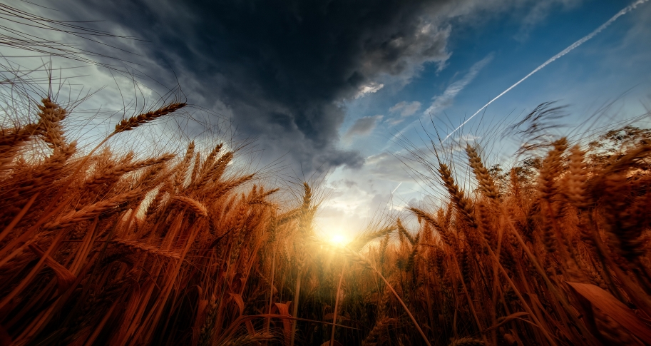 Wheat field with a storm in the background.